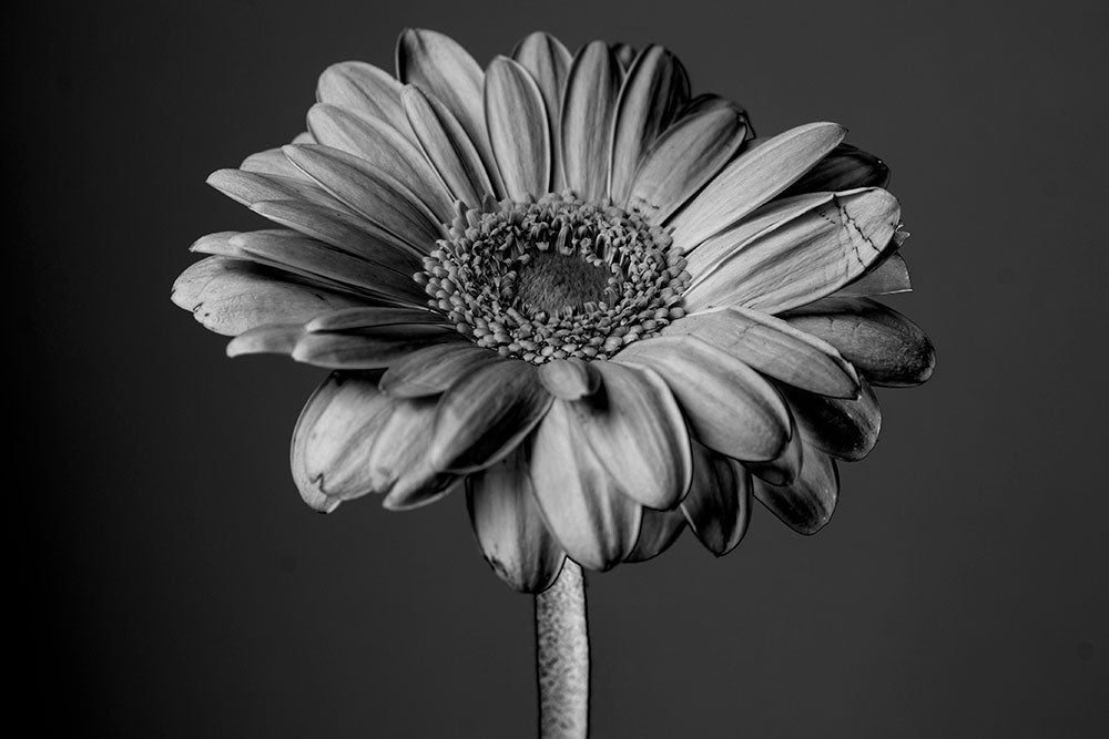 Expertly Create a Black and White Look With Your Digital Images
