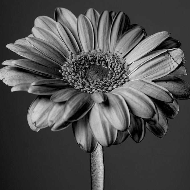 Expertly Create a Black and White Look With Your Digital Images