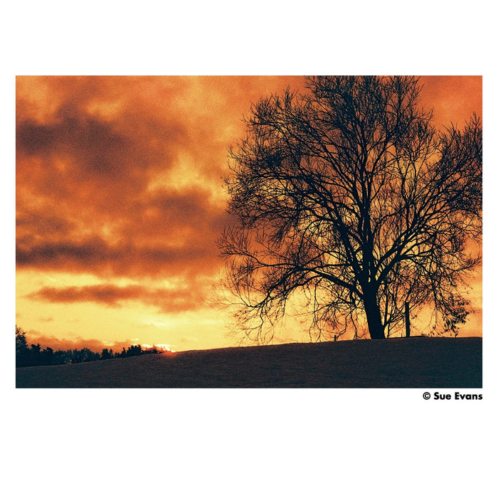 Harman RED C41 Redscale Film 125 135-36