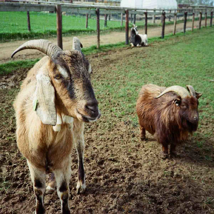 Kodak Ultra Max 135-36, ISO 400