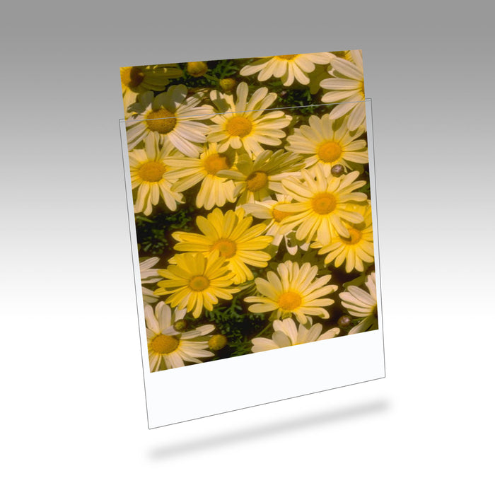 Clearfile 015B Print Protectors 11x17in Pack of 10