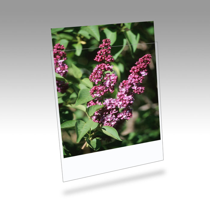 Clearfile 025B Print Protectors 4x5in Pack of 25