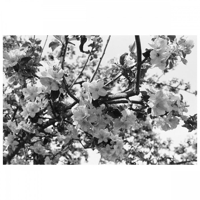 Adox CHS 100 II 35mm, ISO 100, 135-36