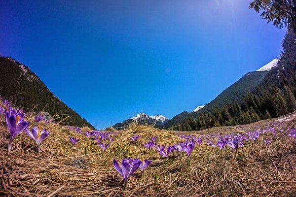 Samyang 8mm f/3.5 Aspherical IF MC Fisheye CS II Nikon AE
