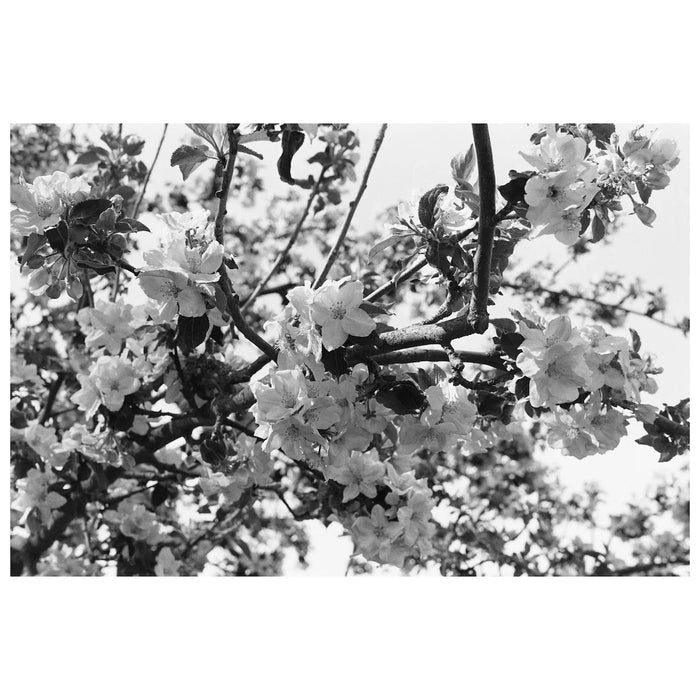 Adox CHS 100 II 35mm, ISO 100, 135-36