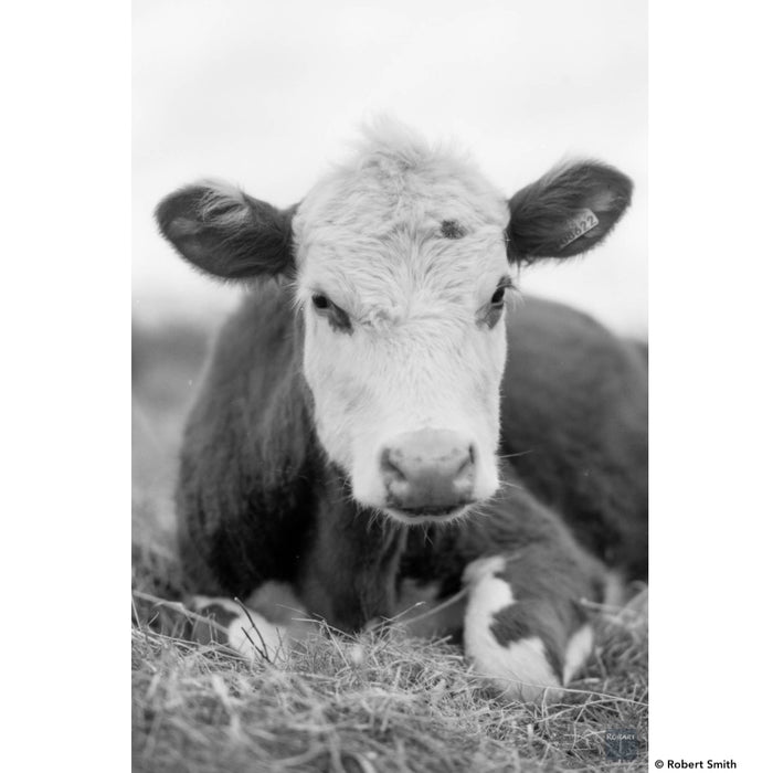 DragonFilm No. I Black and White Film ISO 100 135-24