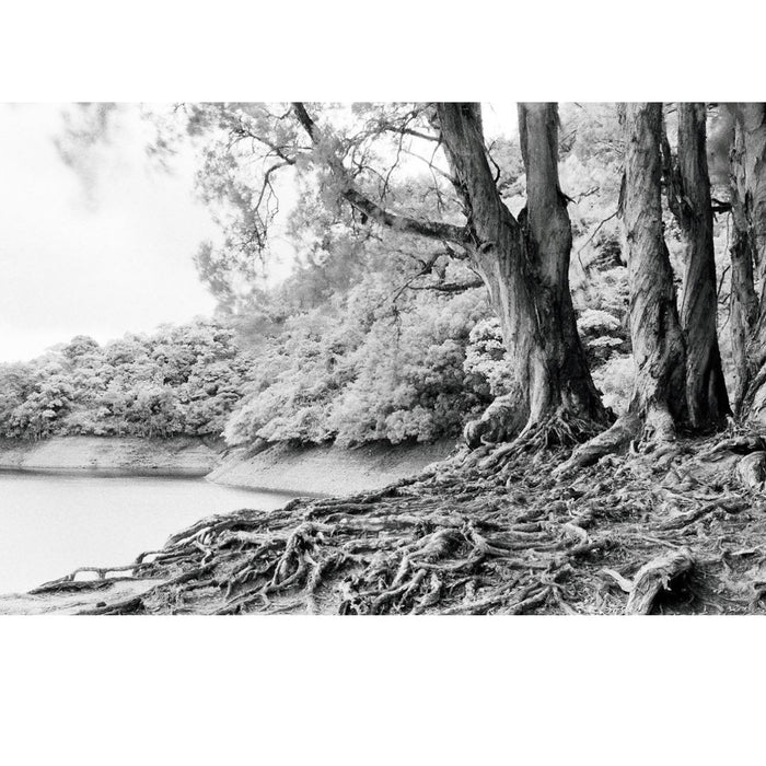 Rollei Infrared IR400 135-36, ISO 400