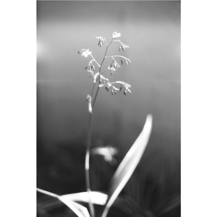 Lomography Babylon 13  Kino , ISO 13, 135-36