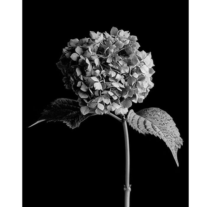 Rollei Ortho 25 Plus 135-36, ISO 25