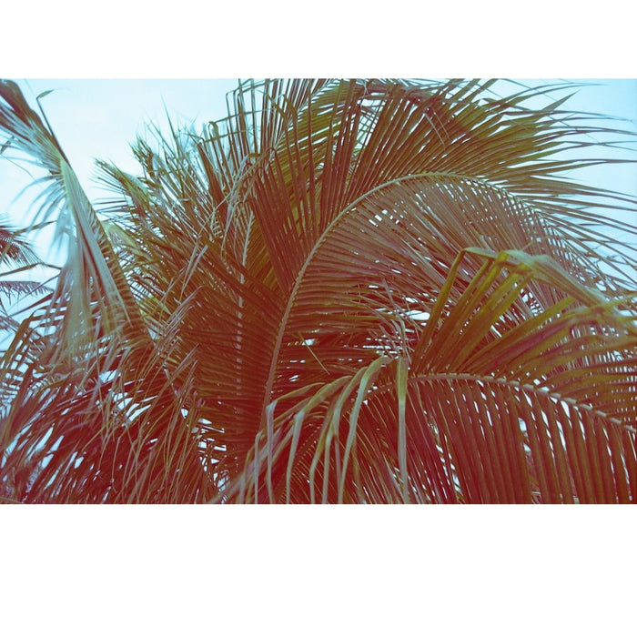 Revolog 600nm 135-36