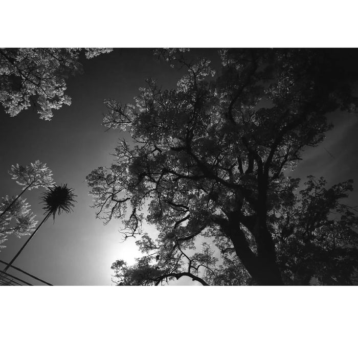 Rollei Retro 80S 135-36, ISO 80
