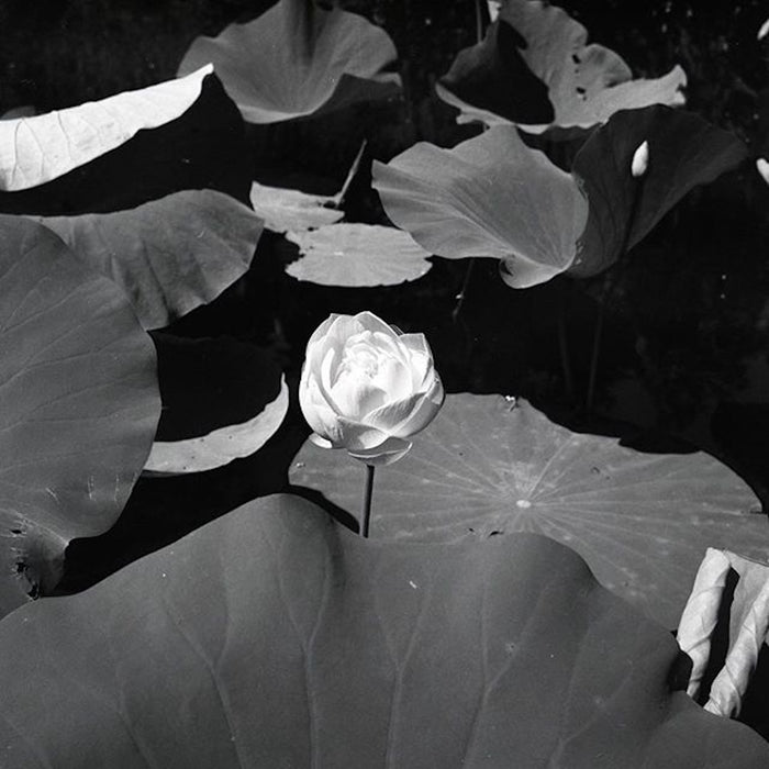 Rollei Retro 400S 120, ISO 400