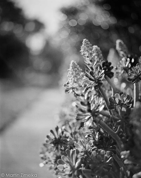 Rollei RPX 400 - 35mm x 30.5m