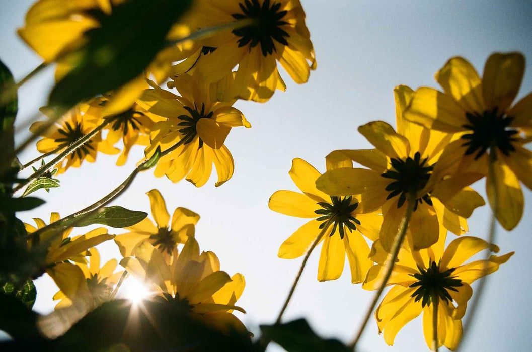 Kodak Kodacolor 100 - 35mm 36Exp